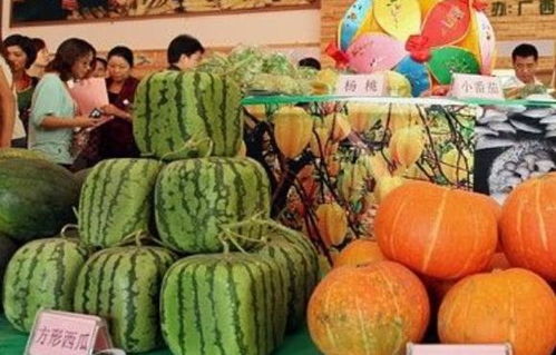 从田间到心间 农产品帮扶基地如何引领乾县贫困群众踏上致富路