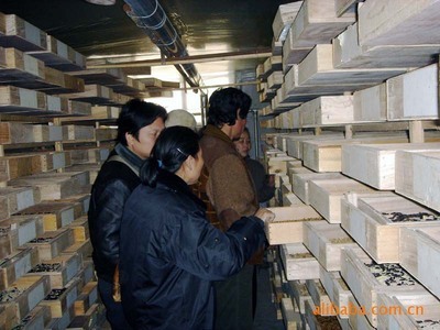 黄粉虫养殖合作机遇 高碑店市山农生物专业服务